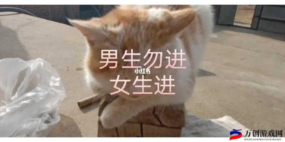 女生与男生一起努力生猴子：爱的结晶计划