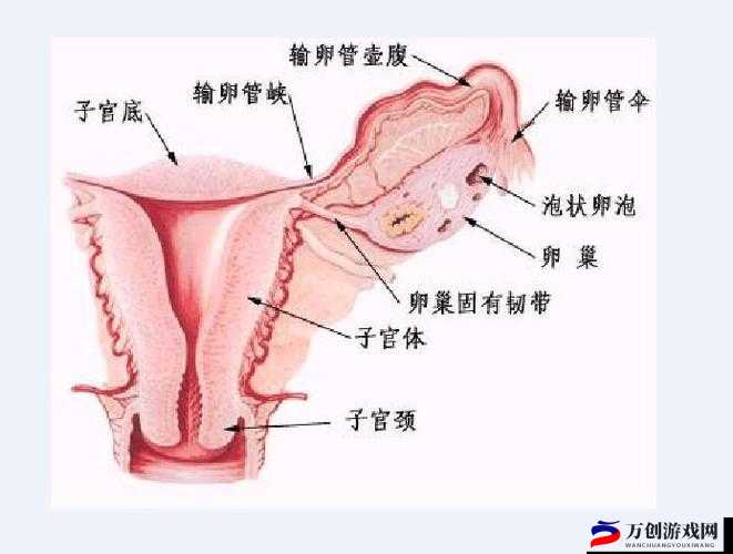 正常的样子照片视频：解密女性生理构造