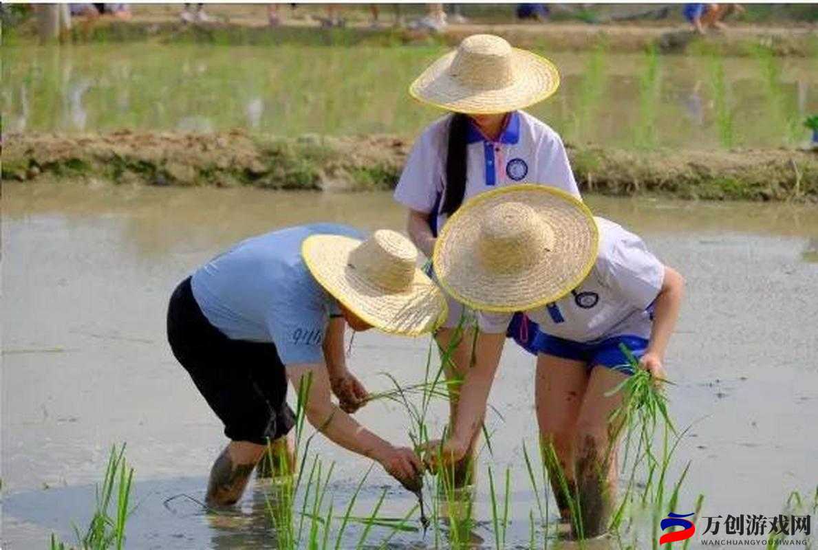 插秧七十二招式图解：田间劳作的艺术