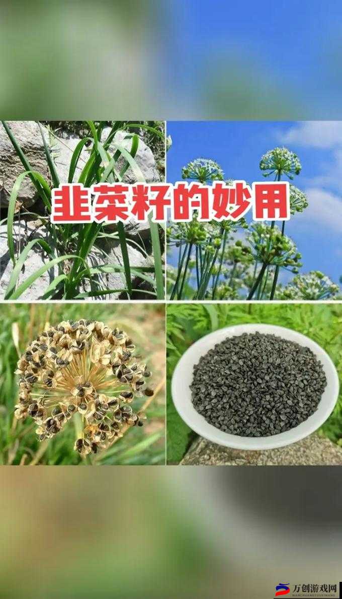 成品大香伊煮与小辣椒的多样用途及妙用