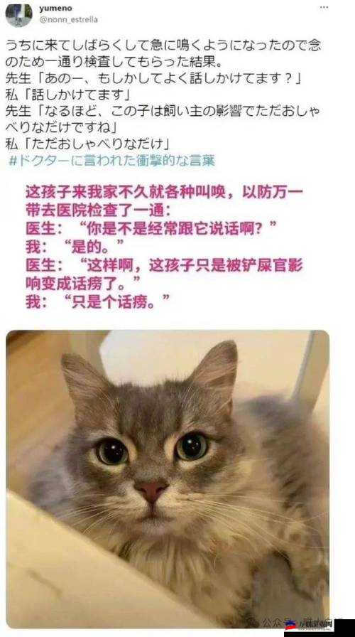 kuaimao8kw.xyw2：快速猫咪网速提升计划