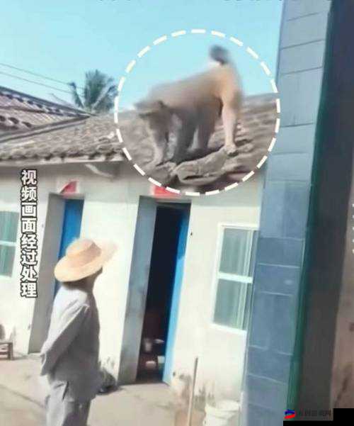 二人生猴子全程无被子：探索新领域的奇妙之旅