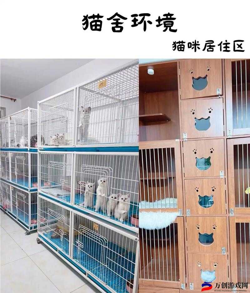 开心猫舍：猫咪的温馨家园，快来打造吧