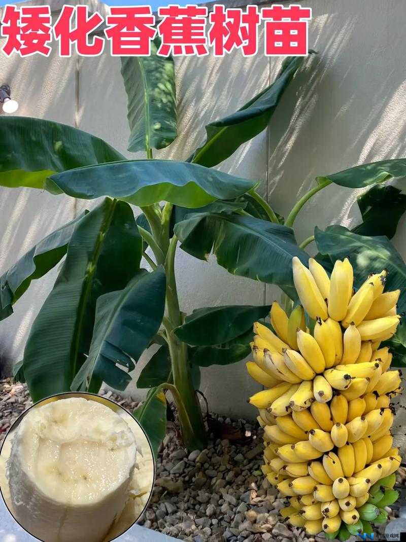 香蕉文化：从种植培育到多样美食制作的全方位探索之旅