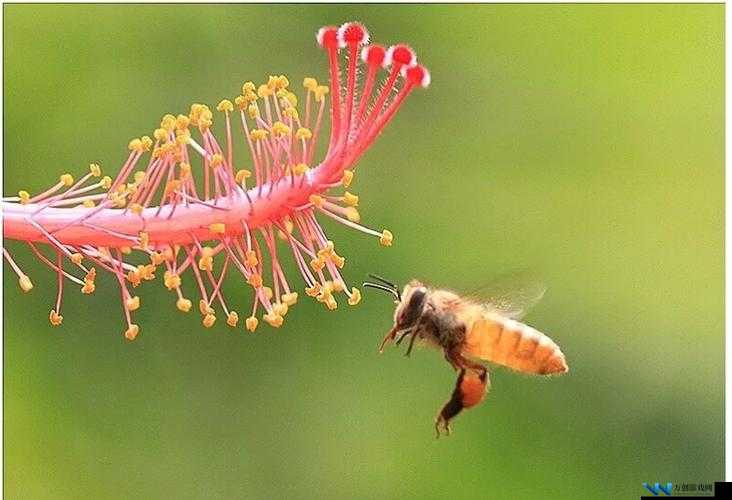 两个人吃花-探究背后的奇特经历与神秘动机