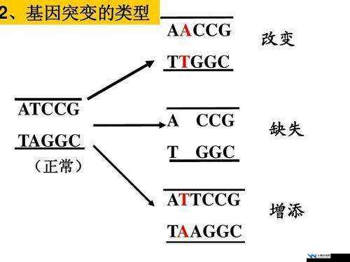 日本人与欧洲人的 DNA 对比及两者之间的基因差异和相似之处分析