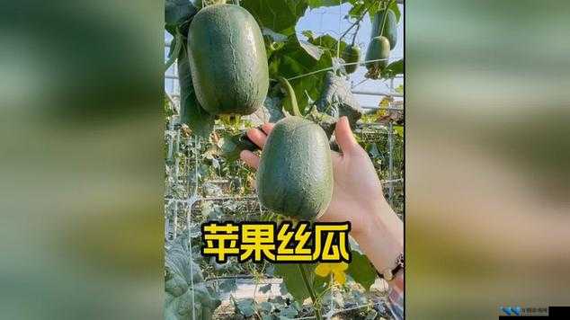 草莓视频在线看与丝瓜 ios 视频丝瓜视频：畅享精彩视频资源