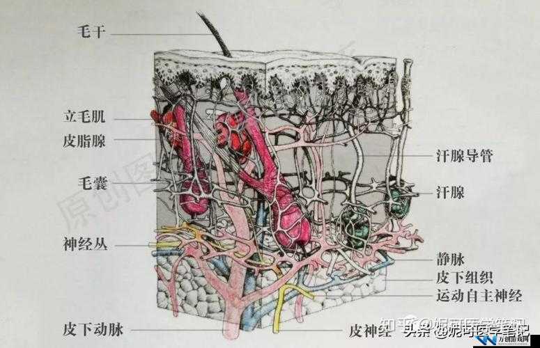 一面亲膜上边奶一个膜边：探寻其独特构造与功能奥秘